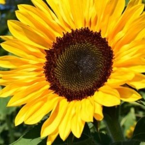 Meet your Posher, Mai